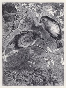 Aprendiendo a Volar de Harrison William Weir