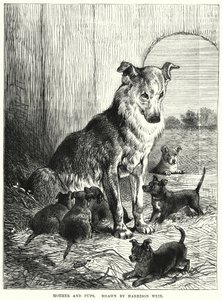 Madre y cachorros de Harrison William Weir
