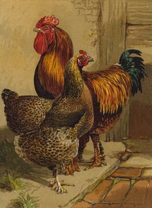 Cochins perdiz (cromolitografía) de Harrison William Weir