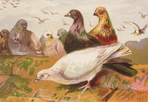 Palomas (litografía en color) de Harrison William Weir