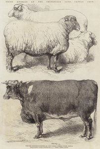 Animales premiados en la Exposición de Ganado del Club Smithfield de Harrison William Weir
