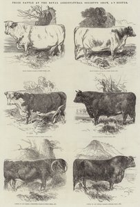 Ganado Premiado en la Exposición de la Sociedad Agrícola Real, en Exeter