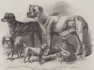 Perros premiados en la exposición de Leeds de Harrison William Weir