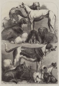 Perros premiados de la Exposición en el Agricultural Hall, Islington de Harrison William Weir