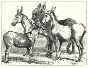 Burros premiados en la exposición del Crystal Palace de Harrison William Weir