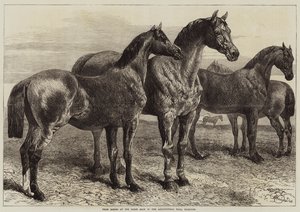 Caballos premiados en la exposición de caballos en el Agricultural Hall, Islington de Harrison William Weir