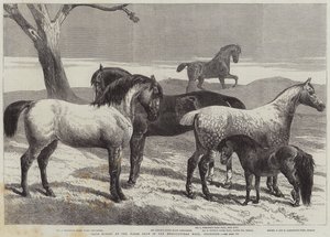 Caballos premiados en la exposición de caballos en el Agricultural Hall, Islington de Harrison William Weir