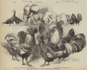 Palomas y aves premiadas del Show Avícola de Birmingham de Harrison William Weir