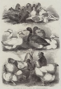 Palomas y aves de corral premiadas en Bingley Hall, Birmingham de Harrison William Weir