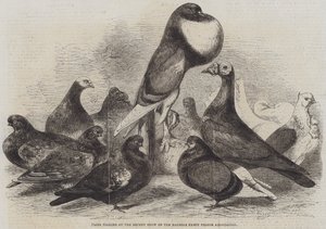 Palomas premiadas en la reciente exposición de la Asociación de Palomas de Fantasía de Halifax