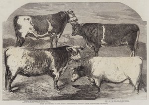 Shorthorns premiados en la Exposición de la Sociedad Agrícola Real, Canterbury de Harrison William Weir