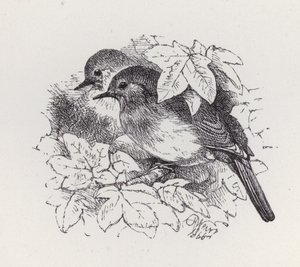 Petirrojos de Harrison William Weir