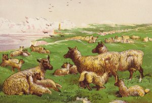 Ovejas a la orilla del mar (litografía en color) de Harrison William Weir