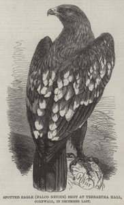 Águila moteada (Falco Nevius) cazada en Trebartha Hall, Cornwall, en diciembre pasado de Harrison William Weir