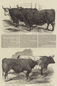 La exposición anual del Club Smithfield