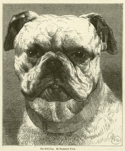El Bulldog