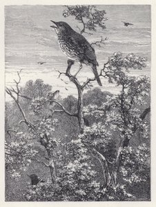 El concierto de los pájaros de Harrison William Weir