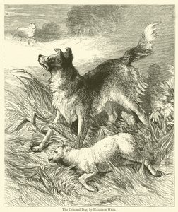 El perro criminal de Harrison William Weir