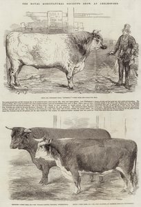 Exposición de la Real Sociedad Agrícola, en Chelmsford