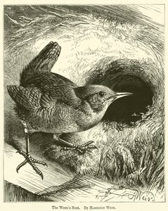 El Nido de los Wrens de Harrison William Weir