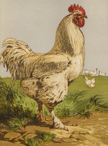 Gallo Cochin Blanco