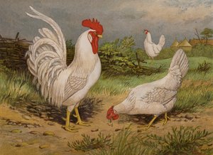 Leghorns Blancos de Harrison William Weir
