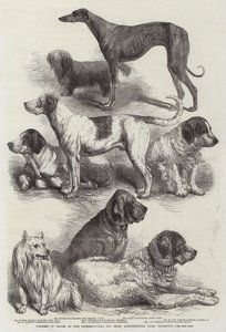 Ganadores de premios en la Exposición Internacional de Perros, Salón Agrícola, Islington