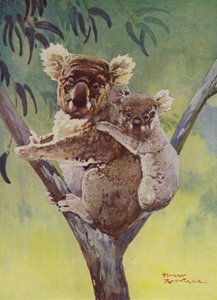 Oso koala abd joey en un eucalipto, Australia (litografía en color) de Harry Rountree