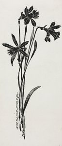 Narcisos de Harry Fenn