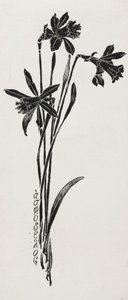Narcisos de Harry Fenn
