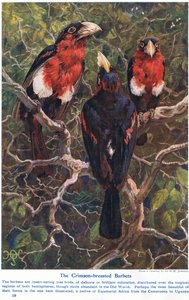 Barbudos de Cresta Carmesí, ilustración de 