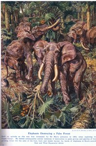Elefantes destruyendo un bosque de palmeras, ilustración de 