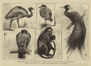 Nuevos animales en el Zoológico
