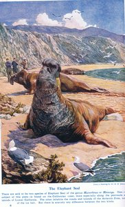El Elefante Marino, ilustración de 