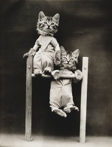 Serie Gatitos: Haciendo ejercicio, c.1914 (grabado en plata)