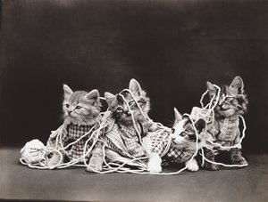 Serie Gatitos: Tangled in Yarn, c.1914 (grabado en plata)