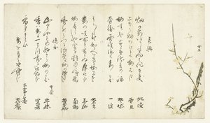 Ciruelo de Hasegawa Settan