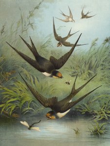 Golondrina