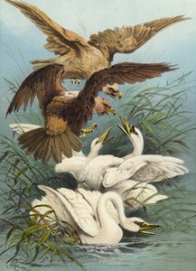 Cisnes y Águilas