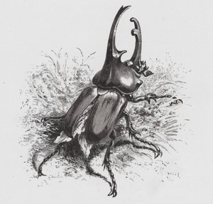 El Insecto: Escarabajo