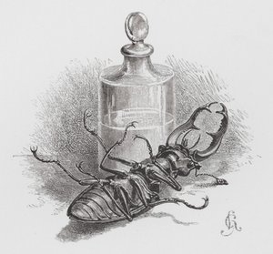 El insecto: Escarabajo muerto (grabado)