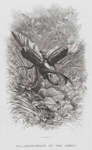 El Insecto: Instrumentos del Insecto