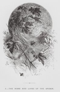 El insecto: El hogar y los amores de la araña (grabado) de Hector Giacomelli