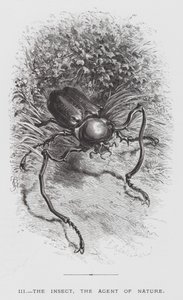El insecto: El insecto, el agente de la naturaleza de Hector Giacomelli