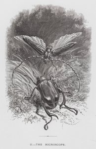 El Insecto: El Microscopio de Hector Giacomelli