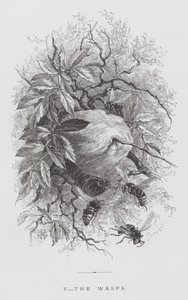 El insecto: Las avispas (grabado) de Hector Giacomelli