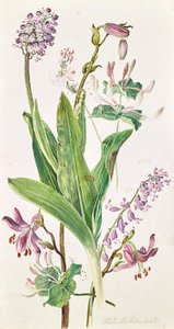 gorro de turco, orquídea, madreselva de Heinrich Carl Schubert