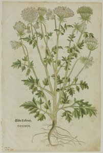 Hoja del Nuevo Kreuterbuch de Leonhart Fuchs, lámina 97 de Xilografías de Libros del Siglo XVI de Heinrich Füllmaurer