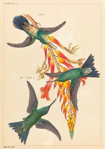 Tres colibríes con planta