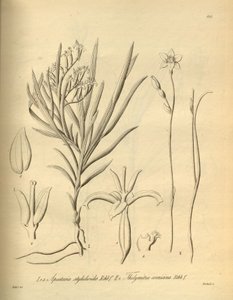 Apostasia wallichii (como Apostasia stylidioides) - Thelymitra cornicina de Heinrich Gustav Reichenbach